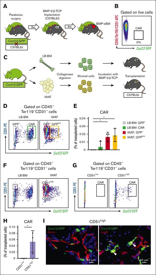 CAR cells in BMP-eBM are derived from in situ adipose tissue mesenchymal cells. (A-B) Parabiosis experiment. (A) Schematic overview. Cxcl12-GFP and C57BL6J mice were surgically unified. After 3 weeks, BMP-2/β-TCP was implanted subcutaneously into C57BL6J parabiont. Four weeks after implantation, BMP-eBM was harvested. (B) FCM analysis of CAR cells in BMP-eBM showing the absence of CAR cells (n = 4). (C-I) Cell transplantation experiment. (C) Schematic overview. Cells were isolated from LB-BM or inguinal white adipose tissue (iWAT) of Cxcl12-GFP mice and transplanted together with BMP-2/β-TCP into C57BL6J mice. Two weeks after transplantation, BMP-eBM was harvested. (D) Gating strategy for isolation of LB-BM–derived CD51+Cxcl12-GFP– and CAR cells, iWAT-derived CD51+Cxcl12-GFP– and CD51+Cxcl12-GFPlow cells. (E) FCM analysis of CAR cells in BMP-eBM after transplantation of cells isolated in panel D (n = 3). (F) Gating strategy for isolation of iWAT-derived CD51lowCxcl12-GFP– and CD51highCxcl12-GFP– cells. (G-H) FCM analysis of CAR cells in the BMP-eBM after transplantation of cells isolated as described in panel F (n = 3-4). (I) Fluorescence images of BMP-eBM transplanted with iWAT-derived CD51highCxcl12-GFP– cells. Left panel: green, Cxcl12-GFP; red, Emcn. Right panel: green, Cxcl12-GFP; red, LepR; blue, DAPI.