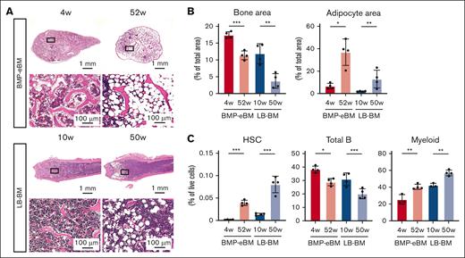 BMP-eBM shows an aging phenotype change similar to LB-BM. (A-C) Analysis of BMP-eBM aging compared with LB-BM. BMP-eBM was harvested 4 or 52 weeks after implantation. LB-BM was harvested from C57BL6J mice at 10 or 50 weeks of age. (A) HE staining images. Lower panels are high-magnification images of the squares shown in the upper images. (B) Quantification of bone area and adipocyte area per total area of the image shown in the lower panel of A (n = 4). (C) Frequency of HSCs, total B cells, and myeloid cells (n = 3-4).