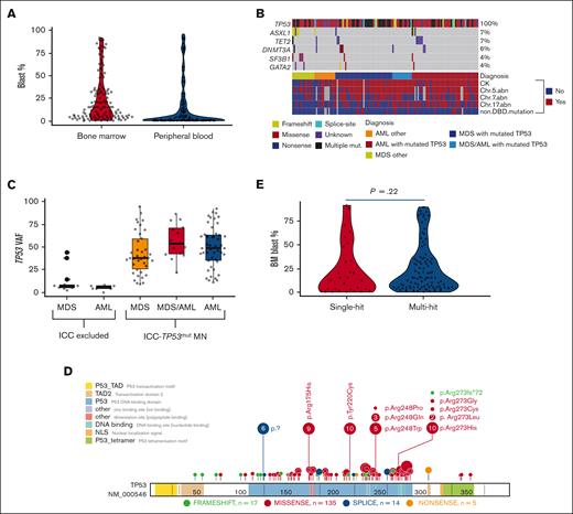 Biological characteristics of TP53mut MDS and AML. (A) Blast percent in BM and peripheral blood. (B) Oncoplot depicting comutations, associated chromosomal abnormalities, non-DBD mutations, and allelic status. Top 5 associated gene mutations are illustrated. (C) TP53mut VAF stratified using the ICC classification. (D) Lollipop plot of the associated TP53 mutations. Most variants were in the DBD. (E) BM blast percentage stratified by single-hit or multihit TP53. Chr.5.abn, chromosome 5 abnormalities.