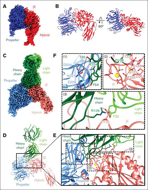 Analysis of αIIbβ3 alone and in complex with R6H8 Fab, revealing a ligand-mimetic mode of binding. (A-D) Cryo-EM analysis of αIIbβ3 by itself (A-B) and in complex with R6H8 Fab (C-D). Shown are the density maps colored by domains (panels A,C) and models in ribbon representation (panels B,D). (E) Enlarged view of the region marked in panel D showing the interaction interface between the αIIbβ3 headpiece and the R6H8 Fab. (F) Zoomed-in views of the regions marked and labeled (1) to (3) in panel E. Residues involved in the interactions are shown as sticks. The synergistic metal ion binding site and MIDAS cations are shown as yellow and gold spheres, respectively. Charge interactions are indicated by red dashed lines and hydrogen bonds by black dashed lines.