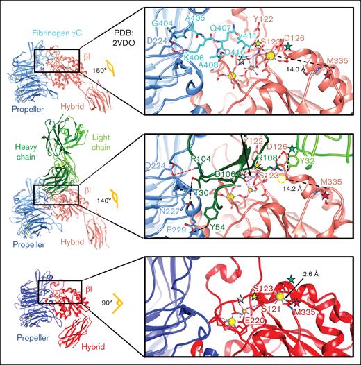 Structural comparison of αIIbβ3 by itself and in complex with the fibrinogen γC peptide and the R6H8 Fab, showing the ligand-mimetic binding of the R6H8 Fab. Atomic models of αIIbβ3 in complex with fibrinogen γC peptide (top), αIIbβ3-R6H8 Fab complex (middle), and apo αIIbβ3 (bottom). Each structure is colored based on individual subunits. The angles between the βI and hybrid domains in the 3 structures are indicated. Each inset shows the detailed interactions in the RGD-binding pocket. The pink asterisk indicates that D106 from the CDR3 of R6H8 Fab heavy chain and D410 from the fibrinogen γC peptide both directly coordinate the MIDAS Mg2+ by replacing the water molecule in the apo structure. The yellow asterisk indicates that S123 from the βI domain interacts with MIDAS Mg2+ directly in the fully extended conformation, whereas in the apo state, S123 interacts with the MIDAS Mg2+ via a water bridge. The green asterisk indicates that the dramatic change in orientation of the S126 side chain induced by R6H8 Fab binding as a result of its interaction with R6H8 Fab D108 (CDR3 heavy chain) and Y32 (CDR1 light chain) leads to loss of the ADMIDAS Ca2+ (dotted sphere). The red asterisk indicates that the loss of the ADMIDAS Ca2+ results in loss of its interaction with M335’s backbone carbonyl, which leads to swing-out of the hybrid domain. Residues involved in binding the synergistic metal ion binding site Ca2+ (yellow sphere), MIDAS Mg2+ (gold sphere), and ADMIDAS Ca2+ (yellow sphere) are shown as sticks. Interactions in synergistic metal ion binding site, MIDAS, and ADMIDAS regions are indicated with dotted purple lines. Charge interactions are indicated with dotted red lines, whereas hydrogen bonds are indicated with dotted black lines. The distances between the M335 carbonyl and the ADMIDAS Ca2+ are indicated. PDB, Protein Data Bank.