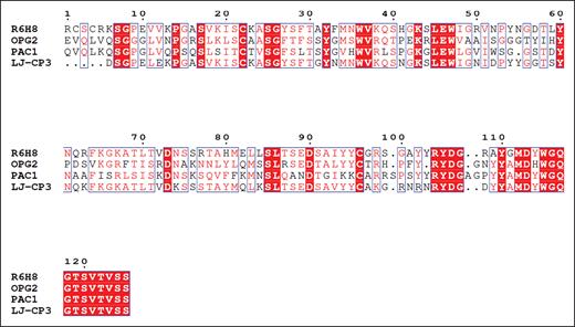 Comparison of the amino acid sequences of the variable domains of the heavy chains of mAbs R6H8, OPG2, PAC-1, and LJ-CP3. Multiple-sequence alignment of R6H8, OPG2, PAC-1, and LJ-CP3. The multiple-sequence alignment of individual heavy chains was calculated with the program Clustal Omega66 and visualized in Espript.67 The highly conserved amino acid residues are presented as white letters on a red background. Amino acid residues that have comparable chemical and physical properties are presented as red letters within blue frames. The RYDG sequence, which begins at amino acid 105 in mAb R6H8, is conserved in all 4 CDR3 sequences.