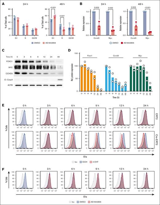 Characterization of the effects of genetic depletion and pharmacological inhibition of FOXO1 in a BCR::ABL1+ B-ALL mouse model. (A-B) AS1842856 downregulates Myc and Ccnd3 messenger RNA expression and induces cell cycle perturbations in BCR::ABL1–transformed murine pre–B cells. (A) The cells were treated with 70 nM AS1842856. The cell cycle distribution was measured by propidium iodide staining after 24 and 48 hours (n = 3). The data are shown as mean ± standard deviation. (B) Myc and Ccnd3 expression was measured by quantitative reverse transcription PCR (n = 3) and calculated using the 2–△△Ct method. The housekeeping gene Rpl13a was used for normalization. (C-D) BCR::ABL1+ CreERT2/Foxo1fl/fl murine B-ALL cells were treated with 200 nM 4-OHT. Protein expression of FOXO1, MYC, CCND3, and Cl. Casp3 was monitored by immunoblot. A representative of 2 independent experiments is shown. (D) Quantification of immunoblots. Protein expression of FOXO1, CCND3, and MYC was divided by the corresponding beta-actin (ACTB) levels and normalized to the protein of interest-to-ACTB ratio at day 0 (100%; n = 2). (E) BCR::ABL1+ Cre-ERT2 Foxo1fl/fl murine B-ALL cells were treated with 200 nM 4-OHT or equivalent amounts of EtOH vehicle. Cells were stained for Il7ra surface expression or isotype control and analyzed by flow cytometry at the indicated time points. Data shown are representative of 3 independent experiments. (F) BCR::ABL1+ Cre-ERT2 Foxo1fl/fl murine B-ALL cells were treated with 70 nM AS1842856 or equivalent amounts of DMSO vehicle. Cells were stained for Il7ra surface expression or isotype control and analyzed by flow cytometry at the indicated time points. Data shown are representative of n = 3. Cl. Casp3, cleaved caspase-3; EtOH, ethyl alcohol; Iso, isotype; Rel, relative.