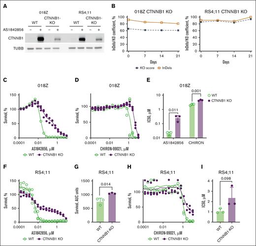 CTNNB1 contributes to the cytotoxic effect of AS1842856. (A-B) 018Z and RS4;11 cell lines were CRISPR/Cas9 edited with tandem CRISPR-RNA (crRNA) targeting CTNNB1. (A) The efficiency of CTNNB1 loss-of-function editing was measured by immunoblotting after 24-hour incubation with AS1842856 at a concentration of 100 nM to stabilize CTNNB1 (n = 2). (B) Dynamic of CTNNB1 inactivating mutations in CRISPR/Cas9-edited RS4;11 and 018Z cell lines. The proportion of inactivating mutations (KO score) was monitored by quantification of Sanger chromatograms of the edited region using the ICE (Inference of CRISPR Edits) CRISPR analysis tool (https://ice.synthego.com, accessed on 13 June 2024; Synthego Corporation, Redwood City, CA). (C-I) CTNNB1-KO decreases the sensitivity of B-ALL to AS1842856 and CHIR-99021. The cytotoxic effect of the inhibitors on the survival of 018Z (C-E) and RS4;11 cell lines (F-I) was analyzed with the help of 6-day MTT assay. In panels E,H-I, the dose-effect data were fitted by nonlinear regression model and IC50 values and AUC values were calculated with the help of GraphPad Prism software, version 10.30 (San Diego, CA). The significance of IC50 or AUC differences was calculated by 2-sided nonpaired Student t test (n = 3).AUC, area under survival curve.