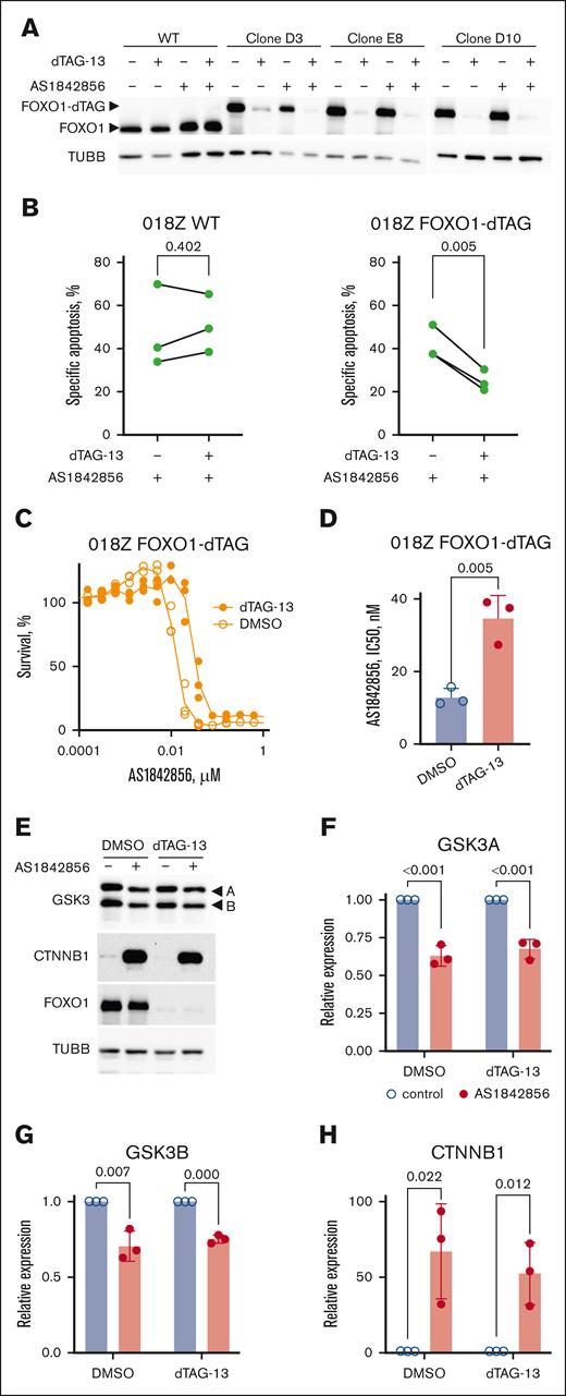 The cytotoxicity of AS1842856 in B-ALL depends on FOXO1 protein but extends beyond its transcriptional inhibition. (A) Treatment with dTAG-13 but not AS1842856 induces degradation of FOXO1-dTAG FP. FOXO1-dTAG clones were treated with dTAG-13 and/or AS1842856, at concentrations of 500 nM and 100 nM, respectively; 24 hours after treatment, the cells were harvested and FOXO1/FOXO1-dTAG expression was measured by immunoblot using anti-FOXO1 antibody. (B) Apoptosis induction in 018Z WT and FOXO1-dTAG clones was measured by propidium iodide (PI)/annexin V-allophycocyanin (APC) staining and subsequent flow cytometry 3 days after treatment with dTAG-13 at a concentration of 500 nM, expressed as percentage of PI+, annexin V–positive, and PI+/annexin V–positive cells (n = 3). Specific apoptosis was calculated by normalization to respective DMSO controls. Statistical significance was analyzed by ratio paired t test calculating the difference between treatment with AS1842856 and AS1842856 + dTAG-13 (WT, P = .402; FOXO1-dTAG clones, P = .005; n = 3). (C-D) Effect of FOXO1 degradation on the sensitivity of B-ALL cells to AS1842856. The cytotoxic effect was measured by a 6-day MTT test. To this end, 018Z FOXO1-dTAG cells were incubated in complete medium and treated with 500 nM of dTAG-13 or vehicle (DMSO). Two hours later, AS1842856 was added at gradually decreasing concentrations with a dilution factor of 2. The dose-effect data were fitted by nonlinear regression model. The statistical significance of the IC50 values differences was calculated by Student t test (D). (E-H) 018Z-FOXO1-dTAG cells were treated for 24 hours with 30 nM of AS1842856 (+) or vehicle DMSO (−). FOXO1 degradation was initiated by treatment with 500 nM of dTAG-13. (E) Expression of GSK3A, GSK3B, CTNNB1, FOXO1-dTAG FP, and TUBB was measured by immunoblot. The most representative of 3 independent experiments is shown. (F-H) Expression of GSK3A, GSK3B, and CTNNB1 was quantified by ImageJ software. To calculate the relative protein expression intensities of immunoblot signals (n = 3), results were normalized to TUBB. The statistical significance was analyzed by 2-sided, nonpaired t test.
