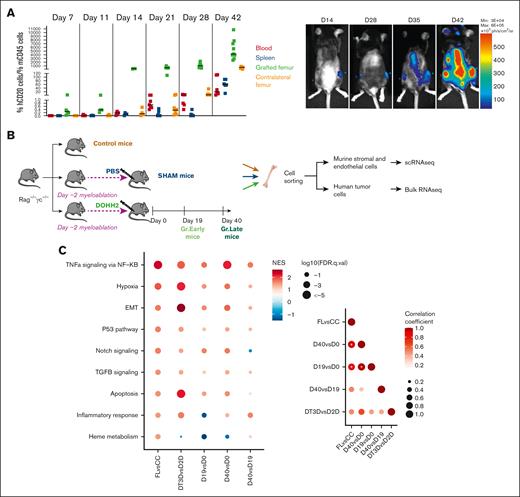 Intrafemoral xenograft model reproduces lymphoma BM niche. (A) Tumor cell dissemination. Evolution over time of the proportion of viable human tumor cells (DAPI–hCD20+) compared with viable murine CD45+ cells in the blood (red), spleen (blue), and BM (grafted femur in green and contralateral femur in orange) of Rag−/−γc−/− mice that were transplanted with 0.5 × 106 DOHH2 cells by intrafemoral route (left). Luciferase imaging of representative mouse from 14 to 42 days after engraftment. Green star indicates grafted femur, and purple star indicates contralateral femur (right). (B) Experimental design of the B-cell and stromal cell transcriptomic characterization in Rag−/−γc−/− mice untreated, injected with PBS (sham), or grafted with DOHH2. (C) Using gene set enrichment analysis, enrichment for pathways upregulated in published data of primary FL B cells (FL) vs centrocytes24 were investigated in published data of DOHH2 cocultured with tonsil stromal cells and ECM in DT3D vs classical D2D25 and in DOHH2 recovered at the late time point (day 40) and/or at the early time point (day 19). Circle colors depict the NES and circle sizes the FDR (left). Spearman correlation plot of comparisons using NES values from previously selected pathways (right). ∗P < .05. CC, centrocytes; D, day; D2D, 2-dimensional DOHH2 culture; DT3D, 3-dimensional spheroids with tonsil stromal cells; FDR, false discovery rate; hCD20, human CD20; mCD45, murine CD45; max, maximum; min, minimum; NES, normalized enrichment score; q.val, q value.