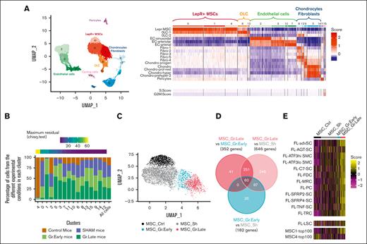 Lymphoma B cells drive LepR+ MSC transcriptional reprogramming. (A) Uniform manifold approximation and projection (UMAP) plot of the scRNAseq data from endothelial and stromal cells of Rag−/−γc−/− mice untreated (Ctrl), injected with PBS (sham), or grafted with DOHH2 and euthanized at early (day 19) and late (day 40) time points (left). Heat map of the enrichment of mouse nonhematopoietic cell signature scores as previously defined by scRNA sequencing in steady-state C57BL/6 mice (right).26 (B) Stacked bar plot representing, for each cluster, the proportion of cells coming from the 4 conditions (control, sham, Gr.Early, and Gr.Late). The last bar of the plot represents the distribution of all cells between the different experimental conditions. The unbalance between experimental conditions in each cluster was evaluated using maximum residual values from a χ2 test. (C) UMAP plot of the subclustering of the 3 most unbalanced clusters (4, 0, and 1) after analysis of differential abundance using the differentially abundant sequencing (DA-seq) algorithm. Four LepR+ MSC subclusters were identified: MSC_Ctrl, MSC_Sh, MSC_Gr.Early, and MSC_Gr.Late. (D) Venn diagram of the differentially expressed genes between MSC_Gr.Late vs MSC_Gr.Early, MSC_Gr.Late vs MSC_Sh, and MSC_Gr.Early vs MSC_Sh (adjusted P value <.05; absolute value of log2 fold change of >.25). (E) Heat map of scores from human FL LN stromal cell subcluster signatures (reprinted from Abe et al21; upper part), human FL-LSC signature (reprinted from Mourcin et al17; middle part), and BM-MSC clusters obtained from HDs and patients with MM (reprinted from de Jong et al27; lower part), relative to the LepR+ MSC clusters identified by DA-seq.