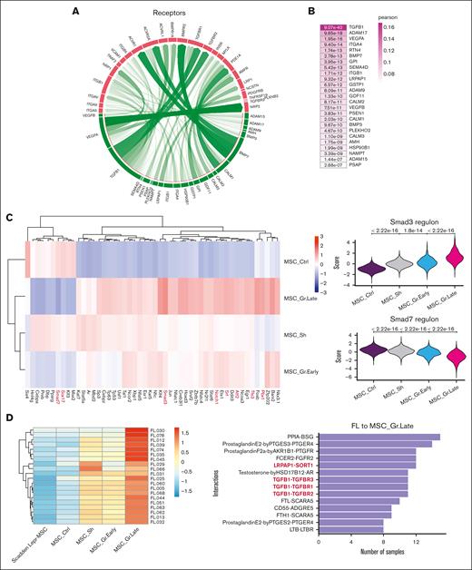 Impact of malignant B cells on stromal cells in lymphoma-invaded BM. (A) Circos plot showing predicted interactions between ligands from DOHH2 cells and receptors from LepR+ MSC at the late stage of graft. D40 DOHH2 were defined as senders, and MSC_Gr.Late as receivers. (B) Heat map representation of ligand activity of D40 DOHH2 vs MSC_Gr.Late cells. Colors correspond to Pearson coefficient (quantifying ligand activities) and text to P values assessed by random permutation. (C) Heat map of the top 50 differentially expressed regulons detected in the 4 LepR+ MSC clusters using decoupleR algorithm36 and CollectTri database (left). Violin plots of Smad3 and Smad7 regulon activity for the LepR+ MSC clusters (right). (D) Heat map generated with CellPhoneDB repository, representing the number of significative bidirectional interactions between LepR+ clusters (MSC_Sh, MSC_Gr.Early, MSC_Gr.Late, and MSC_Ctrl) from this study and human primary FL B cells (left).33 Diagram of bidirectional interactions detected, by CellPhoneDB, between ligands from human FL B cells and receptors from MSC_Gr.Late, and observed in >8 of 20 patients with FL (right). Interactions also predicted in panel A are highlighted in red.