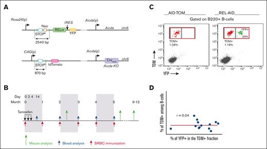 Characterization of the REL-AID mouse model. (A) Schematic representation of the REL-IRES-YFP and tdTomato inserts into the Rosa26 locus: the REL sequence was placed in frame with the IRES and the coding sequence for YFP. On the same chromosome 6 bearing tdTomato trangene, Creert2 was inserted into Aicda locus. (B) Schematic diagram of SRBC (red arrow) and tamoxifen (black arrow) administration protocol for mouse analysis (green arrow) at different time points after immunizations. Blood samples were collected on D14 and then each month, always before immunization boost (blue arrow). (C) Example of a flow cytometry biparametric YFP and tdTomato (TOM) histogram gated on live B220pos B cells. TOM+/YFP– and TOM+/YFP+ B cells are colored in red and green, respectively. PB cells were collected from an AID-TOM (left) or a REL-AID (right) mouse 14 day after immunization and tamoxifen gavage. Percentages of fluorescent cells are shown in each graph. (D) Relationship between the percentage of TOM+/YFP+ among total TOM+ B cells (x-axis) and that of TOM+ B cells among total B220+ B cells (y-axis) in REL-AID mice on D14. The correlation curve is shown in red. The value of the Pearson correlation coefficient r with its P value is shown in the graph. Each experiment has been done at least 4 times.