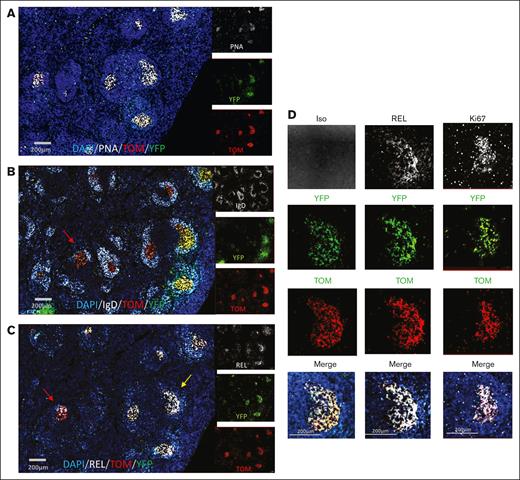 Histological analysis of spleen section from REL-AID mouse model. Epifluorescence analysis of 10 μm adjacent spleen cryosections for YFP and tdTomato (TOM) fluorescence together with fluorescent immunolabeling of PNA (A), IgD (B), c-Rel (REL) (C), as well c-Rel isotypic control (Iso) and Ki67 (D) for a REL-AID mouse. All cryosections were counterstained with DAPI. DAPI, YFP, and tdTomato fluorescence were colorized in blue, green, and red, respectively. Fluorescence of PNA, IgD, c-Rel, Iso, and Ki67 markers was colorized in white. For panels A-C, the merged fluorescence for Dapi/YFP/tdTomato/antibody fluorescence is shown in the large image on the left, whereas the small images on the right show the separate fluorescence for the antibody, YFP, and tdTomato (top, middle, and bottom image, respectively). In panels B and C, the red arrow points on a GC predominantly colonized by TOM+/YFP– B cells. (D) shows the fluorescence labeling of the GC pointed by the yellow arrow on panel C. The top images are for c-Rel Iso, c-Rel (REL), and Ki67. Below are images for separate fluorescence of YFP and tdTomato. The bottom image merges Dapi, antibody, YFP, and tdTomato fluorescence. Scale bars are inserted in each merged image.
