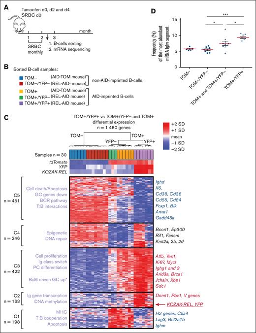 mRNA sequencing analysis of AID-TOM and REL-AID mouse spleen (SP) B cells after the second SRBC boost according to the expression of the tdTomato and YFP transgenes. (A) Schematic representation of the mouse immunization protocol. AID-TOM and REL-AID mice were submitted to a tamoxifen gavage at day D0, D2, D4 together with an SRBC immunization at d0. SRBC immunization boosts were done at M1 and M2. Animals were sacrificed 10 days after immunization. (B) Color code of the 5 CD19+ B-cell subsets sorted by fluorescence-activated cell sorter for RNA extraction and mRNAseq (see ”Materials and methods” and “Results”): TOM+ and TOM– cells from AID-TOM mice, and TOM–/YFP–, TOM+/YFP– and TOM+/YFP+ cells from REL-AID mice. In total, 30 B-cell samples from 14 mice were collected that were a priori classified as non–AID-imprinted (TOM–, n = 6 and TOM–/YFP–, n = 8) and AID-imprinted B cells (TOM+, n = 6; TOM+/YFP–, n = 3, and TOM+/YFP+, n = 7). (C) Color heatmaps for expression of tdTomato, YFP, and KOZAK-REL junction and for differential gene expression between TOM+/YFP+ and TOM+/YFP– plus TOM+ B-cell samples. After unsupervised clustering of both genes and samples, 5 clusters of genes were identified, numbered C1 to C5 from the bottom to the top. On the left side, some key functions related to Gene Ontology annotations are shown for each cluster. On the right side are highlighted some key genes for each cluster. The number n of genes is given for each cluster in the heat map. Being immediately adjacent, the YFP and KOZAK-REL transgenes are in bold and underlined and are placed at their exact position in the clustering. (D) Frequency of the most abundant IgHV segment for each B-cell sample (ie, mRNA IgHV dominance). Mean and standard error of the mean are shown for each group of samples by a red and 2 black lines, respectively. ∗Mann Whitney P <.05; ∗∗∗Mann Whitney P <10–3. mRNAseq, mRNA high-throughput sequencing. SD, standard deviation.