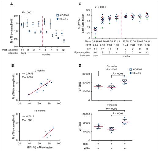 Relationships between the kinetics of PB TOM+ and TOM+/YFP+ with CD80 expression. (A) Box plot of the mean percentage (± standard error of the mean) of PB TOM+ cells among live B cells (CD19+ B220+/−) in AID-TOM and REL-AID mice over time post-tamoxifen induction. The dashed red line indicates the end of immunization boost. The P value of a 2-way analysis of variance (ANOVA) for REL effect is shown. (B) Relationship between the percentage of TOM+/YFP+ among total TOM+ B cells (x-axis) and that of TOM+ B cells among total B220+ B cells (y-axis) in REL-AID mice at month 2 (top graph) and month 12 (bottom graph). The correlation curve is shown in red. The values of the Pearson correlation coefficient r and of its P values are given in each graph. (C) Distribution of the percentage of TOM+/YFP+ B cells among total TOM+ B cells over time in REL-AID mice. The red dot represents the mouse with the highest percentage and green dot the mouse with the lowest percentage. The dashed red line indicates the end of immunization boost. Mean, standard error of the mean, and number n of mice are indicated above the graph. The P value of the 1-way ANOVA for time effect is shown. (D) CD80 expression levels in TOM+/YFP– B cells from either AID-TOM and REL-AID mice as well as TOM+/YFP+ B cells from REL-AID mouse model. Mean and SEM are shown for each B-cell sample by a red and 2 black lines, respectively. Mann Whitney test P values are shown. Each experiment has been done at least 4 times. MFI, mean fluorescence intensity.