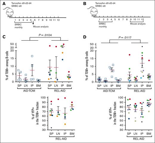 Relationship between the levels of TOM+ and TOM+/YFP+ B cells in secondary lymphoid organs and in the BM. (A-B) Schematic representation of the induction and immunization protocol for analysis either mid-term (A) or long-term (B) cohorts. (C-D) Analysis of TOM+ and TOM+/YFP+ B cells in secondary lymphoid organs for the mid-term (C) and long-term (D) cohorts for AID-TOM control (left) and REL-AID mice (right) in the SP, LN, BM, and in the IP. Top: percentage of TOM+ B cells among total live B cells (CD19+ B220+/−). Bottom: percentage of TOM+/YFP+ B cells among TOM+ B cells. In panel C, the case with a diffuse aggressive B-cell lymphoma is indicated by an arrow. Mean and SEM are shown by a red and 2 black lines, respectively. The P value of a 2-way ANOVA for REL effect is shown on the top of the graph. Each experiment has been done at least 4 times. BM, bone marrow; LN, lymph nodes; IP, peritoneum.