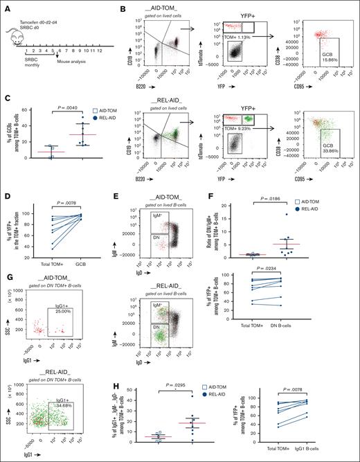 Analysis of splenic GC, IgG1 class switched B cells, and PC differentiation after the fifth immunization boost. (A) Schematic representation of the induction and immunization protocol for the mid-term cohort. (B) Strategy for gating TOM+ B cells from TOM-AID mice (upper panel) and TOM+/YFP− and TOM+/YFP+ from REL-AID mice (lower panel) as well as GCBs from total CD19+ live B cells (CD19+ B220+/−). (C) Percentage of GCBs among TOM+ B cells in AID-TOM control and REL-AID mice. Mean and SEM are shown by a red and 2 black lines, respectively. The P value of the Mann-Whitney test is shown. (D) Percentage of TOM+/YFP+ B cells in the total TOM+ (left) or in the GCB (right) fraction in REL-AID mice. Each line connects the points for 1 mouse. The P value of the paired Wilcoxon test is shown. (E) Example of gating on IgM−/IgD− double-negative (DN) B cells in both AID-TOM (upper) and REL-AID (lower) mice. (F) Analysis of DN B cells in both AID-TOM and REL-AID mice. Upper: ratio of DN/IgM+ cells among total TOM+ B cells in AID-TOM and REL-AID mice. Lower: percentages of YFP+ B cells among TOM+ B cells in the total TOM+ and in the DN B-cell fraction in REL-AID mice (each line connects the points for 1 mouse). The P values of the Mann-Whitney (upper) and paired Wilcoxon test (lower) are shown. (G) Example IgG1 class switched B-cells gating for AID-TOM (upper) and REL-AID (lower) mice. (H) Analysis of IgG1+ B cells in both AID-TOM and REL-AID mice. Left: percentages of IgG1+ (also IgM− and IgD−) B cells among TOM+ B cells in AID-TOM and REL-AID mice. Right: percentages of YFP+ B cells among total TOM+ and IgG1+ B cells (each line connects the points for 1 mouse). The P values of the Mann-Whitney (upper) and paired Wilcoxon test (lower) are shown. Each experiment has been done at least 4 times.