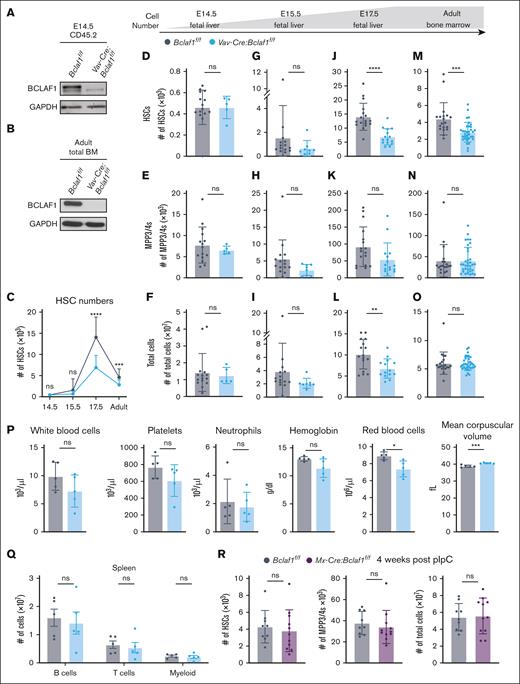 Bclaf1 deficiency in hematopoietic cells reduces fetal HSC expansion but does not alter adult HSCs at steady state. (A-B) Western blot of BCLAF1 in sorted CD45.2+ hematopoietic cells from E14.5 fetal liver (A) or total adult bone marrow (BM) cells (B) of indicated genotypes. GAPDH shown as a loading control. (C) HSC numbers quantified by flow cytometry across developmental ages. (D-O) HSC, MPP3/4, and total cell numbers quantified by flow cytometry in E14.5 fetal liver (Bclaf1f/f, n = 15; Vav-Cre:Bclaf1f/f, n = 5) (D-F), E15.5 fetal liver (Bclaf1f/f, n = 15; Vav-Cre:Bclaf1f/f, n = 8) (G-I), E17.5 fetal liver (Bclaf1f/f, n = 17; Vav-Cre:Bclaf1f/f, n = 15) (J-L), and adult BM (Bclaf1f/f, n = 19; Vav-Cre:Bclaf1f/f, n = 34) (M-O). (P) Peripheral blood counts and red blood cell indices from adult Bclaf1f/f and Vav-Cre:Bclaf1f/f mice (n = 5 per genotype). (Q) Mature B220+ B, CD3+ T, and CD11b+ myeloid cell numbers in the spleen of adult Bclaf1f/f and Vav-Cre:Bclaf1f/f mice (n = 5 per genotype). (R) Adult (8-week-old) Bclaf1f/f and Mx-Cre:Bclaf1f/f mice were treated with pIpC, and BM hematopoietic cells were assessed 4 weeks after final dose of pIpC. HSC and MPP3/4 cell numbers were quantified by flow cytometry (Bclaf1f/f, n = 9; Mx-Cre:Bclaf1f/f, n = 11). Data in panels C-R are mean ± standard deviation (SD), and statistical significance was determined by unpaired 2-tailed Student t test. ∗P ≤ .05; ∗∗P ≤ .01; ∗∗∗P ≤ .001; ∗∗∗∗P ≤ .0001. GAPDH, glyceraldehyde-3-phosphate dehydrogenase; ns, not significant.