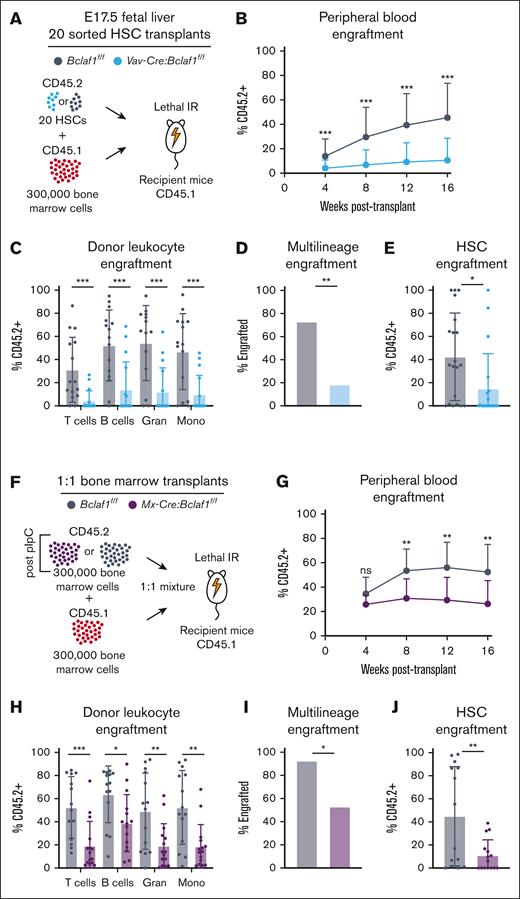 Bclaf1 is required for fetal and adult HSC repopulation activity. (A-E) A total of 20 sorted HSCs from donor CD45.2+Bclaf1f/f or Vav-Cre:Bclaf1f/f fetal livers were transplanted with 300 000 CD45.1+ wild-type recipient BM cells into lethally irradiated CD45.1+ recipient mice (Bclaf1f/f, n = 15; Vav-Cre:Bclaf1f/f, n = 16). (A) Schematic of 20 HSC competitive transplant. (B) Peripheral blood donor engraftment at indicated times after transplant. (C) Donor-derived chimerism in peripheral blood leukocyte populations at 16 weeks after transplant. (D) Percentage of mice with multilineage engraftment (defined as ≥5% CD45.2+ donor in all cell lineages) at 16 weeks after transplant. (E) Frequency of donor-derived HSCs at 18 weeks after transplant. (F-J) Donor adult CD45.2+Bclaf1f/f or Mx-Cre:Bclaf1f/f mice were treated with pIpC, and then 4 weeks later, 300 000 BM cells from these mice were transplanted with 300 000 CD45.1+ wild-type recipient BM cells into lethally irradiated CD45.1+ recipient mice (Bclaf1f/f, n = 14; Mx-Cre:Bclaf1f/f, n = 15). (F) Schematic of 1:1 competitive transplant. (G) Peripheral blood donor engraftment at indicated times after transplant. (H) Donor-derived chimerism in peripheral blood leukocytes at 16 weeks after transplant. (I) Percentage of mice with multilineage engraftment (defined as ≥5% CD45.2+ donor in all cell lineages) at 16 weeks after transplant. (J) Frequency of donor-derived HSCs at 18 weeks after transplant. All transplants were conducted as 3 independent experiments of 5 to 10 mice per genotype, and data were combined for analyses. Data in panels B-C,E,G-H,J are mean ± SD, and statistical significance was determined by unpaired 2-tailed Student t test. Statistical significance in panels D,I was determined by Fisher exact test. ∗P ≤ .05; ∗∗P ≤ .01; ∗∗∗P ≤ .001. Gran, granulocytes; IR, irradiation; Mono, monocytes; ns, not significant.