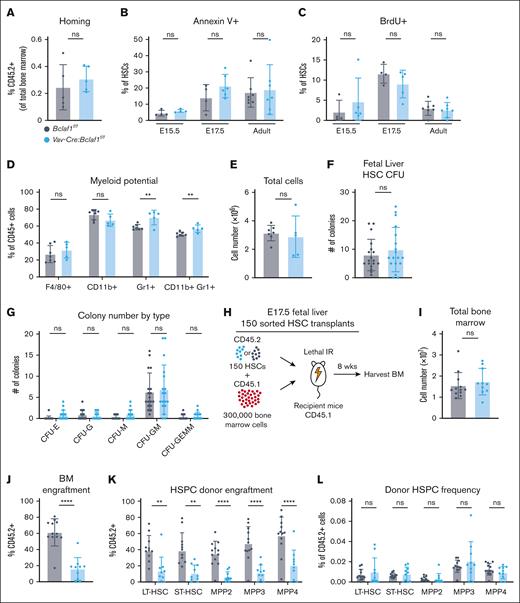 Loss of Bclaf1 does not alter HSC homing, survival, proliferation, or differentiation. (A) To assess BM homing, 30 000 HSPCs from adult CD45.2+Bclaf1f/f or Vav-Cre:Bclaf1f/f BM were sorted and transplanted into lethally irradiated CD45.1+ recipients. At 16 hours after transplant, percentage of live, Lin-CD45.2+ cells in the BM was quantified by flow cytometry (Bclaf1f/f, n = 5; Vav-Cre:Bclaf1f/f, n = 5). (B) Cell death assessed by percentage of annexin V–positive HSCs in E15.5 fetal liver (Bclaf1f/f, n = 4; Vav-Cre:Bclaf1f/f, n = 4), E17.5 fetal liver (Bclaf1f/f, n = 4; Vav-Cre:Bclaf1f/f, n = 6), and adult BM (Bclaf1f/f, n = 7; Vav-Cre:Bclaf1f/f, n = 7). (C) Proliferation assessed by in vivo BrdU incorporation in HSCs of E15.5 fetal liver (Bclaf1f/f, n = 4; Vav-Cre:Bclaf1f/f, n = 5), E17.5 fetal liver (Bclaf1f/f, n = 4; Vav-Cre:Bclaf1f/f, n = 5), and adult BM (Bclaf1f/f, n = 7; Vav-Cre:Bclaf1f/f, n = 7). (D-E) Myeloid potential was assessed by culturing sorted HSCs from adult Bclaf1f/f or Vav-Cre:Bclaf1f/f BM in myeloid differentiation media for 6.5 days; cells were then stained for indicated myeloid cell markers (D) and total numbers were enumerated (Bclaf1f/f, n = 7; Vav-Cre:Bclaf1f/f, n = 5) (E). (F-G) Bclaf1f/f or Vav-Cre:Bclaf1f/f E17.5 fetal HSCs were sorted and cultured in complete MethoCult media. Total CFUs (F) and number of CFU with each classification (G) were quantitated at day 10 of culture (Bclaf1f/f, n = 18; Vav-Cre:Bclaf1f/f, n = 18). (H-L) A total of 150 sorted HSCs from donor CD45.2+Bclaf1f/f or Vav-Cre:Bclaf1f/f fetal livers were transplanted with 300 000 CD45.1+ wild-type recipient BM cells into lethally irradiated CD45.1+ recipient mice. All analyses were conducted at 8 weeks after transplant (Bclaf1f/f, n = 12; Vav-Cre:Bclaf1f/f, n = 10). (H) Schematic of 150 HSC competitive transplant. (I) Total BM counts. (J) Frequency of CD45.2+ donor-derived HSCs. (K) Percentage of CD45.2+ donor-derived cells within each HSPC population. BM cells were gated on each HSPC population then on CD45.2. (L) HSPC populations as percentage of donor CD45.2+ BM cells. BM cells were gated on CD45.2+, then on each HSPC group within that donor population. Data in all panels are mean ± SD and statistical significance was determined by unpaired 2-tailed Student t test. ∗∗P ≤ .01; ∗∗∗∗P ≤ .0001. CFU, colony-forming unit; CFU-E, colony-forming unit–erythroid; CFU-G, colony-forming unit–granulocyte; CFU-GEMM, colony-forming unit–granulocyte-erythroid-macrophage-megakaryocyte; CFU-GM, colony-forming unit–granulocyte-macrophage; CFU-M, colony-forming unit–macrophage; IR, irradiation; ns, not significant; ST, short-term.