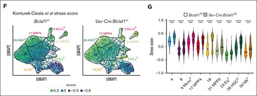 Bclaf1 loss results in reduced HSCLT and increased stress response gene expression signature. (A) Volcano plot shows differentially expressed genes in Vav-Cre:Bclaf1f/f (n = 3) vs Bclaf1f/f (n = 4) E17.5 fetal HSCs determined by RNA-seq of bulk-sorted populations. Red and blue dots indicate significantly (P < .05; log2FC ≥1) increased and decreased genes, respectively. (B-G) Single-cell CITE-seq on E17.5 Lin-Sca1+c-Kit+ HSPCs from Bclaf1f/f or Vav-Cre:Bclaf1f/f fetal livers (cells from 10 embryos pooled for each genotype). (B) UMAP shows Iterative Clustering and Guide-gene Selection version 2 (ICGS2) results of progenitor populations (Bclaf1f/f, 5551 cells; Vav-Cre:Bclaf1f/f, 3246 cells). (C) Overlay of surface-marked HSC, MPP2, and MPP3/4 populations defined from barcoded CD150 and CD48 antibodies. (D) Bar graph shows numbers of cells in each ICGS2 cluster by genotype. Genotypes were normalized to cell number in Vav-Cre:Bclaf1f/f group. Statistical significance was determined by χ2 analysis. (E) Volcano plots show differentially expressed genes in Vav-Cre:Bclaf1f/f vs Bclaf1f/f cells of indicated hematopoietic populations/clusters determined by pseudobulk gene expression analysis. Red and blue dots indicate significantly (P < .05; log2FC ≥1) increased and decreased genes, respectively. (F) Stress score applied to each cell and overlayed on single-cell RNA-seq UMAP. Higher score (green) indicates increased expression of stress response genes. (G) Quantitation of stress score in Bclaf1f/f and Vav-Cre:Bclaf1f/f cells in each cluster. ∗∗P ≤ .01; ∗∗∗∗P ≤ .0001. FC, fold change; FDR, false discovery rate; MkP, megakaryocyte progenitors; Mono, monocyte precursor; UMAP, uniform manifold approximation and projection.