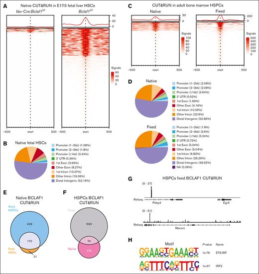 BCLAF1 associates with chromatin in hematopoietic progenitor cells. (A) Heat map of signal intensity for BCLAF1 peaks identified by native CUT&RUN in Vav-Cre:Bclaf1f/f and Bclaf1f/f E17.5 fetal HSCs. Vav-Cre:Bclaf1f/f HSCs included as negative control. (B) Annotation of genomic location for BCLAF1 peaks identified in Bclaf1f/f HSCs in panel A. (C) Heat map of signal intensity for BCLAF1 peaks identified by native and fixed CUT&RUN in adult BM HSPCs (Lin-Sca+Kit+) from adult Bclaf1f/f mice. (D) Annotation of genomic location for BCLAF1 peaks identified in native and fixed CUT&RUN in panel C. (E) Venn diagram comparing BCLAF1 peaks identified by native CUT&RUN in fetal liver HSCs in panel A vs native adult BM HPSCs in panel C. (F) Venn diagram comparing BCLAF1 peaks identified by native vs fixed CUT&RUN in the BM HSPCs in panel C. (G) Representative tracks at indicated regions for BCLAF1 peaks identified by fixed CUT&RUN in adult BM HSPCs in panel C. (H) Top 2 results from Hypergeometric Optimization of Motif EnRichment (HOMER)76 known motif analysis of BCLAF1 peaks identified in Bclaf1f/f HSCs in panel A. NA, not available; Refseq, reference sequence; UTR, untranslated region.