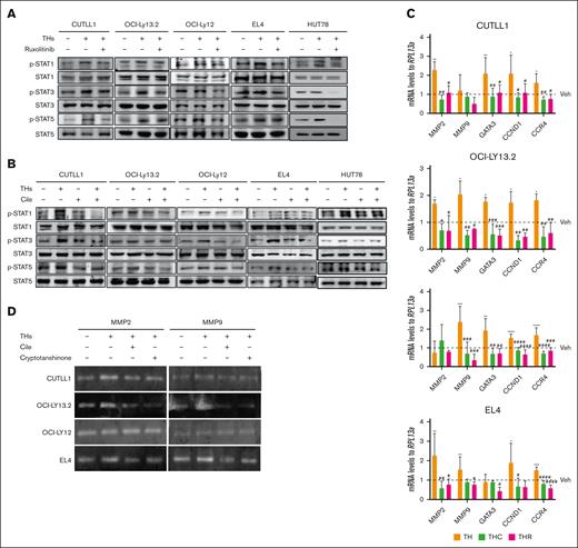 THs increase JAK/STAT pathway aberrant activation in TCL via integrin αvβ3. (A) Representative western blot results of p-STAT1 (Y701), p-STAT3 (Y705), and p-STAT5 (Y694) after 15 minutes of treatment with THs and in the presence or absence of the JAK1/2 inhibitor, Ruxo. (B) Representative western blot results of p-STATs levels after 15 minutes of treatment with THs and in the presence or absence of the integrin αvβ3 inhibitor, Cile. (C) mRNA levels of GATA3, MMP2, MMP9, CCND1, and CCR4 genes after 6-hour treatment. (D) Representative images of gelatin zymography of MMP2 and MMP9 activity measured in supernatants of TCL cells treated for 24 hours with THs, Cile, and the STAT3 inhibitor, Crypto. Ruxo = 1 μM, Cile = 3 μM, and Crypto = 1 μM for CUTLL1; 2.5 μM for OCI-LY13.2; 5 μM for OCI-LY12; and 1 μM for EL4 cells. THs include: T3 = 1 nM and T4 = 100 nM. ∗P < .05; ∗∗P < .01; ∗∗∗P < .001 vs Veh #P < .05; ##P < .01; ###P < .001; ####P < .0001 vs THs. Crypto, cryptotanshinone; THs, thyroid hormones; p-STAT1, phosphorylated STAT1; THC, thyroid hormones + Cile; THR, thyroid hormones + Ruxo.