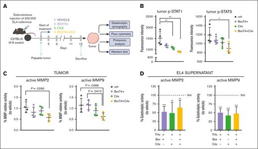 Bex and Cile effects on tumor STATs phosphorylation and metalloproteinases activity. (A) Graphical representation of the in vivo TCL model and treatment schedule including Veh, Bex with levothyroxine replacement (BexT4+), Cile alone, or Bex with levothyroxine and Cile (BexT4+Cile). (B) p-STAT1 and p-STAT5 determination by flow cytometry in EL4 cells (gated) from tumors of the different groups. (C) Gelatin zymography quantification of MMP2 and MMP9 activities in the tumors. (D) Gelatin zymography quantification of MMP2 and MMP9 activities measured in supernatants of EL4 cells treated for 24 hours with Bex and Cile in the presence of physiological concentrations of THs (n = 5). Cile = 3 μM, Bex = 1.5 μM, T3 = 1 nM, T4 = 100 nM. ∗P < .05; ∗∗P < .01; ∗∗∗P < .001 vs Veh.