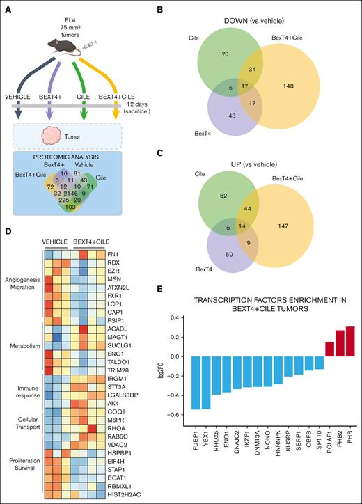 Proteomic analysis of the in vivo EL4 TCL model. (A) Schematic representation of the in vivo TCL model and the proteomic workflow used to obtain samples for proteomic analysis. Venn diagrams illustrate the total number of proteins identified in bulk tumors under respective treatments (n = 3 per group). (B-C) Venn diagrams of the EL4 tumor proteomics analysis displaying significantly upregulated and downregulated proteins in tumors from BexT4+Cile-treated mice compared with those from Veh-treated mice. (D) Heat map derived from the proteomic differential expression analysis. Only selected proteins of interest related to angiogenesis, cell migration, metabolism, immune response, cellular transport, and cell proliferation and survival that were identified as significantly upregulated or downregulated are shown. (E) TF enrichment analysis was performed using gene set enrichment analysis of the differentially expressed proteins among paired BexT4+Cile and Veh samples. The plot shows TF pathways that are significantly upregulated (red) or downregulated (blue) in BexT4+Cile vs Veh tumors (false discovery rate of <25% and P value < .05%). FC, fold change.