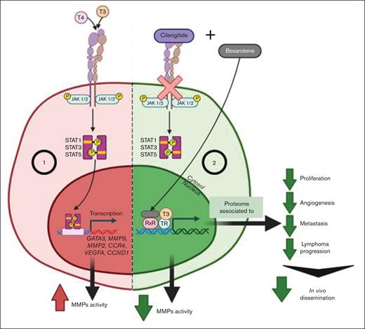 Schematic representation of the mechanisms of action of Cile and Bexa in TCL cells. (1) THs by acting through integrin αvβ3 increase STAT1, STAT3, and STAT5 phosphorylation, upregulate mRNA levels of CCR4, GATA3, MMP2, MMP9, VEGFA, and CCND1, and induce metalloprotease activity in TCL supernatants. (2) The pharmacological inhibition of integrin αvβ3 in combination with Bex decreased in vivo TCL dissemination by inducing a proteomic profile associated with the inhibition of biological processes such as cell proliferation, angiogenesis, metastasis, and lymphoma progression. TR, thyroid hormone nuclear receptor.
