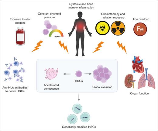 Factors affecting subsequent autologous gene therapy after graft failure with a previous allogeneic HCT in individuals with SCD and thalassemia. Persistent systemic and bone marrow niche sterile inflammation, constant erythroid development pressure, iron overload, and associated toxicity from blood transfusions, as well as exposure to chemotherapy and radiation during an allogeneic HCT may cause damage to the HSCs, inducing accelerated senescence or clonal evolution. This may make the HSCs unsuitable for use in manufacturing of a genetically modified product. At the same time, exposure to alloantigens in the transfused blood units may induce anti-HLA antibodies, and damage to various organ systems from chemoradiotherapy exposure may affect the ability of an individual to receive a subsequent allogeneic HCT or autologous gene therapy.