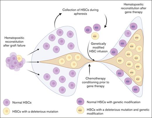 Clonal expansion and evolution after graft failure and autologous gene therapy. HSCs can acquire deleterious mutations during the normal course of life of an individual or as a result of exposure to chemotherapy and radiation during conditioning for an allogeneic HCT. HSCs that have acquired deleterious mutations may preferentially expand during the phase of regenerative hematopoiesis after graft failure with an allogeneic HCT. These clonally expanded HSCs, along with normal stem cells, may be collected during apheresis, be genetically modified, and then be reinfused into the patient to reconstitute the entire hematopoietic system after gene therapy. During this second cycle of regenerative hematopoiesis, HSCs with a mutation that confers a relative growth advantage may continue to expand clonally and predispose the individual to developing a hematologic malignancy.