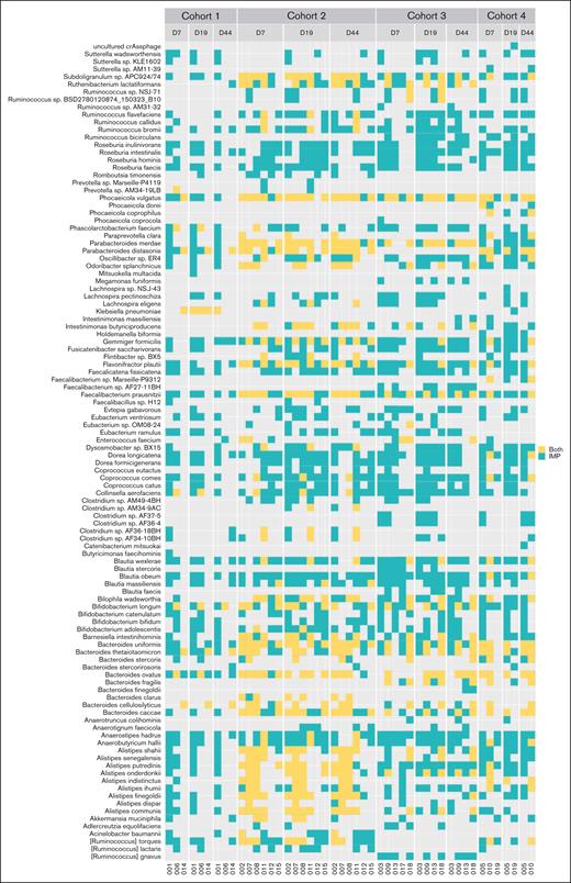 List of species engrafted in patients. Each column corresponds to a patient (n = 17), sorted by cohort (1, 2, 3, 4) and time point (D7, D19, D44). Each line corresponds to a species that engrafted in at least 1 patient at a given time point. Blue indicates that the species has engrafted (ie, present in the product and found in the microbiota of the patient at a given time point when not present at baseline), whereas yellow indicates that the strain was found in the microbiota of the patient at a given time point but is not considered engrafted because it was present in both the patient at baseline and the product.