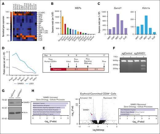 SAMD1 alters erythroid progenitor gene transcription. (A) Heat map of SAM-containing protein mRNA transcript levels in FAC-sorted mouse bone marrow–derived hematopoietic cells. Transcript levels per gene normalized to maximum expression level in all hematopoietic cell types: LT-HSC, HSC, MPP, CLP, CMP, GMP, MF, Gn, mono, NK cells, MEP, and EryA and EryB. RNA-seq data from Lara-Astiaso et al.20 (B) Quantitation of SAM-containing protein mRNA transcript levels in FAC-sorted mouse bone marrow–derived MEPs. RNA-seq data from Lara-Astiaso et al.20 (C) Quantitation of Samd1 and Lsd1 mRNA transcript levels in FAC-sorted mouse bone marrow–derived hematopoietic cells. RNA-seq data from Lara-Astiaso et al.20 (D) Quantitation of SAMD1 and LSD1 protein copy number per cell. Relative protein levels measured by mass spectrometry from Gautier et al for human erythroid progenitors.27 Prog1: Band3−CD71medGPA−, Prog2: Band3−CD71highGPA−, ProE: Band3−CD71highGPAlow, Baso1: Band3lowCD71highGPAmed, Baso2: Band3medCD71highGPAhighCD49dhigh, Poly: Band3medCD71highGPAhighCD49dmed, and Ortho: Band3highCD71medGPAhigh. (E) Experimental layout of 17-day erythroid differentiation of CD34+ HSPCs. (F) T7 endonuclease assay of day 12 CD34+ progenitors Cas9 infected with scramble (sgControl) or SAMD1 knockout (sgSAMD1) sgRNAs. (G) Western blot of SAMD1 and β-actin in day-12 CD34+ progenitors. (H) Volcano plot of RNA-seq from sgSAMD1 vs sgControl erythroid progenitors. Cutoff: P < .01 and P < .5 log2 fold change (n = 4). Enrichr analysis of 154 genes downregulated after SAMD1 knockout (“SAMD1 activated”), using data from the Reactome and MSigDB catalogs (left). Enrichr analysis of 162 genes upregulated after SAMD1 knockout (“SAMD1 repressed”), using data from the Reactome and MSigDB catalogs (right). Baso1/2, basophilic erythroblast; CLP, common lymphoid progenitor; CMP, common myeloid progenitor; EryA/B, erythroblast A/B; GMP, granulocyte-monocyte progenitor; Gn, granulocyte; HSC, hematopoietic stem cell; LT-HSC, long-term HSC; MF, macrophage; Mono, monocyte; MPP, multipotent progenitor; NK, natural killer; Ortho, orthochromatic erythroblast; Poly, polychromatic erythroblast; ProE, proerythroblast; Prog1/2, progenitor; Puro, puromycin; RNA-seq, RNA sequencing; T7E1, endonuclease 1.