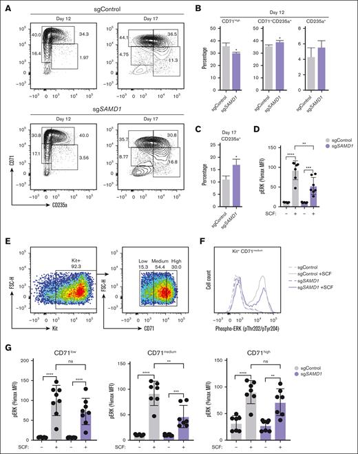 SAMD1 inhibits erythropoiesis and promotes Kit signaling in human CD34+ HSPCs. (A) Representative flow cytometry plot of anti-CD71 PE and anti-CD235a APC at days 12 and 17 of erythroid differentiation. (B) Quantitation of early erythroid (CD71high) and late erythroid (CD71+ CD235a+ and CD71− CD235a+) cells at day 12 of differentiation as determined by flow cytometry (n = 12). (C) Flow cytometric quantitation of mature erythrocytes (CD235a+) at day 17 of differentiation (n = 12). (D) Flow cytometric quantitation of the %max MFI in SCF-treated samples vs vehicle-treated controls at 5 minutes after SCF stimulation in the Kit+ CD71+ population at day 12 of erythroid differentiation (n = 8). (E) Representative flow cytometry gating strategy of Kit+ CD71low, CD71medium, and CD71high day-12 CD34+ HSPCs stimulated with SCF. (F) Representative plot of pERK (pThr202/pTyr204) MFI in the absence and presence of SCF stimulation in the Kit+ CD71medium population at day 12 of erythroid differentiation. (G) Quantitation of the %max MFI in SCF-treated samples vs vehicle-treated controls at 5 minutes after SCF stimulation in the Kit+ CD71low, CD71medium, and CD71high populations at day 12 of erythroid differentiation as determined by flow cytometry (n = 8). Error bars represent SD or standard error of the mean (SEM). ∗P < .05; ∗∗P < .01; ∗∗∗P < .001; ∗∗∗∗P < .0001 (2-tailed unpaired Student t test). %max, percentage of maximum; FSC-H, forward scatter-height; MFI, median fluorescence intensity; ns, not significant.