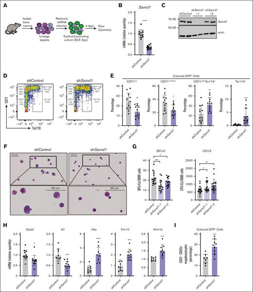 Samd1 inhibits murine erythropoiesis and megakaryopoiesis. (A) Schematic outlining 4-day erythroid and megakaryocyte (Mk) differentiation. (B) Samd1 mRNA in shRNA-expressing (GFP+) bone marrow at differentiation day 4 in shControl– and shSamd1_exon2–infected cells (n = 9). Normalized to 18s ribosomal RNA (rRNA). (C) Western blotting of SAMD1 in control and shSamd1-1– and shSamd1-2–infected primary mouse bone marrow (day 4 culture). (D) Representative flow cytometry plot of anti-CD71 PE and anti-Ter119 APC at day 4 of erythroid differentiation. (E) Quantitation of erythroid differentiation stages as determined by flow cytometry. Early erythroid progenitors (CD71+) and late erythroid progenitors (CD71+ Ter119+)/mature red blood cells (Ter119+; n = 12). (F) Representative images of Wright-Giemsa–stained day-4 GFP+ erythrocytes. (G) Quantitation of CFU-E (day 3) and BFU-E colonies (day 7) from GFP+ bone marrow (n = 27). (H) mRNA levels of erythroid and signaling genes Gata2, Kit, Hba (hemoglobin α), Trim10, Kdm7a, and Dusp2 in day-4 GFP+ erythroid cells (n = 9). Normalized to 18s rRNA. (I) Quantitation of mature Mks (CD41+ CD42d+) at day 4 of differentiation as determined by flow cytometry (n = 9). Error bars represent SEM and SD. ∗P < .05; ∗∗P < .01; ∗∗∗P < .001; ∗∗∗∗P < .0001 (2-tailed unpaired Student t test). CFU-E, CFU-erythroid.