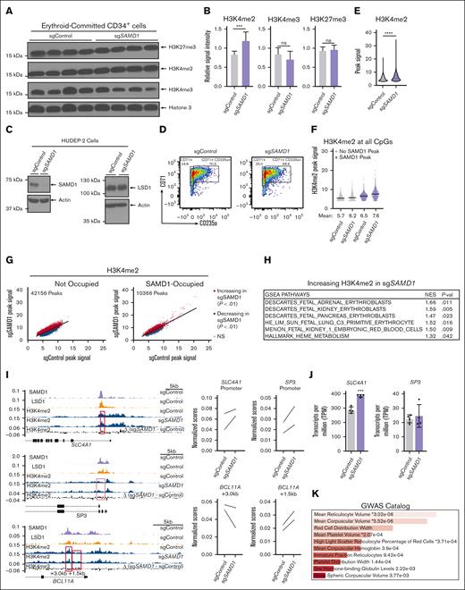 SAMD1 alters the chromatin landscape of erythroid progenitors. (A) Western blot of histone 3 methylation marks and total histone 3 at differentiation day 12. (B) Densitometry analysis of the histone 3 methylation marks. Relative to total histone 3 (n = 8). (C) Western blot of SAMD1, LSD1, and β-actin in HUDEP-2 cells. (D) Representative flow cytometry plot of anti-CD71 PE and anti-CD235a APC of sgControl sgSAMD1 HUDEP-2 cells. (E) Violin plot of all H3K4me2 peak signals in scramble (sgControl) and SAMD1 knockout (sgSAMD1) HUDEP-2 cells (2-tailed unpaired Student t test). (F) Scatterplot of H3K4me2 peak signal at CpG islands overlapping with SAMD1 or not. (G) Scatter plot of peak signal at overlapping H3K4me2 peaks in sgControl and sgSAMD1 HUDEP-2 cells divided into overlapping with a SAMD1 peak or not. Significantly changing peaks calculated by manorm using H3K4me2 read density at peak.38 (H) GSEA of annotated significantly changing (P < .05) H3K4me2 peaks overlapping with SAMD1. (I) Chromatin occupancy profile and normalized scores from CUT&RUN of SAMD1, LSD1, and H3K4me2 at the SLC4A1, SP3, and BCL11A loci in sgControl and sgSAMD1 HUDEP-2 cells. Δ(sgSAMD1 – sgControl) track indicates the change in H3K4me2 after SAMD1 knockout. Red box indicates the normalized score region (n = 2; 2-tailed paired Student t test). (J) Normalized RNA-seq of sgControl and sgSAMD1 primary erythroid progenitors at day 12 of erythroid differentiation (n = 4). RNA-seq counts were normalized based on reads per kilobase per million mapped reads (TPM). (K) Enrichr analysis of annotated H3K4me2 peaks increasing upon SAMD1 knockout, using data from the GWAS catalog. Error bars represent SD. ∗∗∗P < .001; ∗∗∗∗P < .0001. GSEA, gene set enrichment analysis; GWAS, genome-wide association study; NES, normalized enrichment score; ns, not significant.