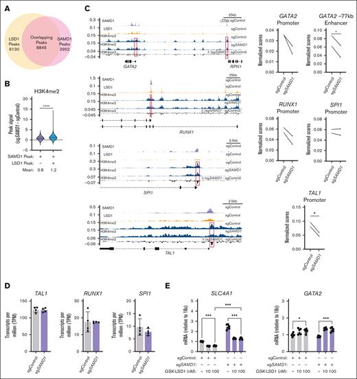 SAMD1 opposes and promotes LSD1 activity in erythroid progenitors. (A) Venn diagram of SAMD1 and LSD1 binding sites in scramble HUDEP-2 cells. (B) Change in H3K4me2 peak signal between sgControl and sgSAMD1 HUDEP-2 cells in the presence or absence of LSD1 (2-tailed unpaired Student t test). (C) Chromatin occupancy profile from CUT&RUN of SAMD1 and H3K4me2 at the GATA2, RUNX1, SPI1, and TAL1 loci in sgControl and sgSAMD1 HUDEP-2 cells (2-tailed paired Student t test). (D) Normalized RNA-seq of sgControl and sgSAMD1 primary erythroid progenitors at day 12 of erythroid differentiation (n = 4). RNA-seq counts were normalized based on reads per kilobase per million mapped reads (TPM). (E) mRNA levels of SLC4A1 and GATA2 after 24 hours of either dimethyl sulfoxide alone, 10 nM or 100 nM of GSK-LSD1 treatment in sgControl and sgSAMD1 HUDEP-2 cells (n = 6; 1-way analysis of variance). Not all statistically significant values in panel E are indicated. Error bars represent SD. ∗P < .05; ∗∗P < .01; ∗∗∗P < .001.