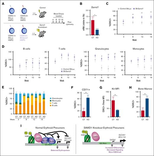 Samd1 inhibits HSPC differentiation in vivo. (A) Schematic outlining the in vivo competitive transplant assay. (B) Samd1 mRNA in shRNA-expressing GFP+ CD45.2+ bone marrow at week 16 (n = 4). Normalized to 18s rRNA. (C) Quantitation of total GFP+ CD45.2+ peripheral blood (PB) at weeks 4, 8, 12, and 16 after transplant as determined by flow cytometry (n = 11). (D) Quantitation of GFP+ CD45.2+ B cells (CD19+), T cells (Thy1.2+), granulocytes (GR-1+ CD11b+), and monocytes (CD11b+) from PB at weeks 4, 8, 12, and 16 after transplant as determined by flow cytometry (n = 11). (E) Cell-type make-up of CD45.2+ fraction of PB at weeks 4, 8, 12, and 16 as determined by flow cytometry (n = 11). (F) Quantitation of CD71+ erythroid progenitors from 16 weeks after transplant bone marrow (CD45.2+ GFP+) as determined by flow cytometry (n = 4). (G) Quantitation of Kit MFI of CD71+ erythroid progenitors from 16 weeks after transplant bone marrow (CD45.2+ GFP+) as determined by flow cytometry (n = 4). (H) Quantitation of total CD45.2+ (GFP+) bone marrow at week 16 of transplant as determined by flow cytometry (n = 4). (I) Proposed model of SAMD1 mechanism in erythropoiesis. Error bars represent SEM. ∗P < .05; ∗∗P < .01; ∗∗∗P < .001 (2-tailed unpaired Student t test). CT, control; KD, knockdown.