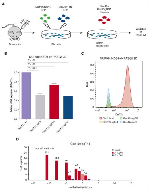 Knockout of Clec12a in NUP98::NSD1+NRASG12D-immortalized cells. (A) Experimental outline showing the generation of a Clec12a deletion in the NUP98::NSD1+NRASG12D model. (B) Gene expression of Clec12a in NUP98::NSD1+NRASG12D-immortalized cells transduced with 3 different sgRNAs against Clec12a and Clec12a WT. Clec12a WT cells were transduced with CTL lacZ vector. (C) Clec12a protein expression in Clec12a WT and knockout NUP98::NSD1+NRASG12D cells analyzed by flow cytometry. Cells were gated on GFP+BFP+dTomato+. Clec12a WT cells were transduced with CTL lacZ vector. (D) Sanger sequencing shows the genomic deletion of Clec12a in NUP98::NSD1+NRASG12D-immortalized cells using sgRNA Clec12a sgT44. 5-FU, 5-fluoruracil; BFP, blue fluorescent protein. GFP, green fluorescent protein; WT, wild-type.
