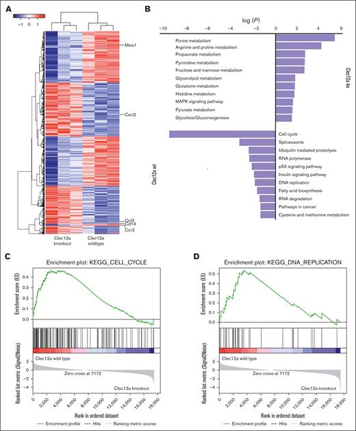 Differential gene expression between Clec12a WT and KO NUP98::NSD1+NRASG12D cells. (A) Heat map showing differential gene expression between Clec12a KO and WT NUP98::NSD1+NRASG12D cells. (B) KEGG pathway analysis showing enrichment of different pathways between Clec12a KO and WT NUP98::NSD1+NRASG12D cells. (C) Enrichment plot for the gene set KEGG_CELL_CYCLE of GSEA comparing Clec12a KO and WT NUP98::NSD1+NRASG12D cells. (D) Enrichment plot for the gene set KEGG_DNA_REPLICATION of GSEA comparing Clec12a KO and WT NUP98::NSD1+NRASG12D cells. GSEA, Gene Set Enrichment Analysis; KEGG, Kyoto Encyclopedia of Genes and Genomes.