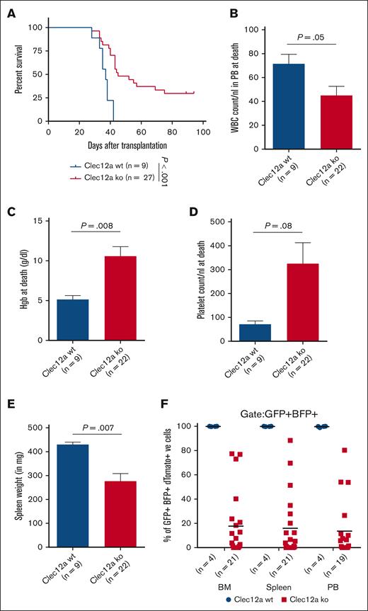 Clec12a is required for NUP98::NSD1-induced leukemogenesis in vivo. (A) Survival of mice that received transplants of NUP98::NSD1+NRASG12D cells transduced with lacZ (n = 9) or Clec12a sgRNAs (n = 27; sgT6, n = 10; sgT44, n = 9; sgT47, n = 8). (B) WBC count in PB at the time of death in mice that received transplants of Clec12a WT and KO NUP98::NSD1+NRASG12D cells (mean ± SEM). (C) Hemoglobin levels in PB at the time of death in mice that received transplants of Clec12a WT and KO NUP98::NSD1+NRASG12D cells (mean ± SEM). (D) Platelet count in PB at the time of death in mice that received transplants of Clec12a WT and KO NUP98::NSD1+NRASG12D cells (mean ± SEM). (E) Average spleen weight at the time of death in mice that received transplants of Clec12a WT and KO NUP98::NSD1+NRASG12D cells (mean ± SEM). (F) Engraftment of dTomato+ cells in the BM, spleen, and PB of Clec12a WT and Clec12a KO NUP98NSD1+NRASG12D cells at the time of death. Some mice died before PB analysis could be performed.