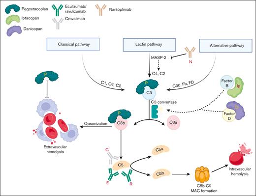Mechanism of action of complement inhibitors and their effects on the complement cascade. FB, factor B; FD, factor D; MAC, complement membrane attack complex.