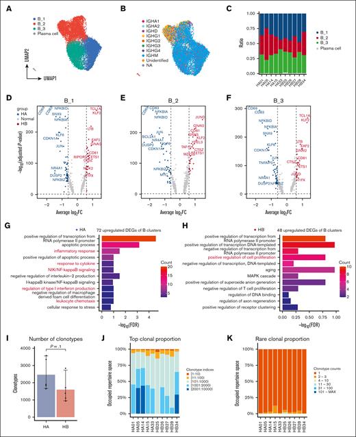 Differential functional status and BCR diversity of B cells between HA and HB groups. (A-B) IGHC genes sequenced by scBCR-seq of corresponding B cells and plasma cells were shown on the UMAP. (C) The cell ratios of each B-cell and plasma cell subset in each sample. (D-F) The volcano plots were used to visualize the DEGs and their P values and FCs of the 3 B-cell subsets including B_1 (D), B_2 (E), and B_3 (F) between the 2 groups. (G-H) The bar plots showed the GO_BP pathways enriched by all DEGs of the 3 B-cell subsets in HA (G) and HB (H) groups; FDR <0.05 were considered significant. (I) Numbers of unique B-cell clonotypes in the HA and HB groups. (J) Top clonal proportions of B-cell clonotypes with specific indices of each sample. (K) Rare clonal proportions of B-cell clonotypes with specific counts of each sample. FC, fold change; FDR, false discovery rate; MAX, maximum.