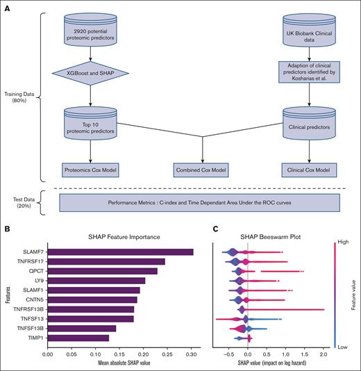 Model development pipeline and top proteomic machine learning model features. (A) Outline of the pipeline used to predict myeloma by integrating proteomic and clinical data from the UK Biobank (UKB). Starting with 2920 potential proteomic predictors, a tree-based XGBoost algorithm, combined with SHAP values, was employed to rank and identify the top 10 predictors. These were then used to develop a proteomics Cox model. Clinical predictors, including age, sex, symptoms, and hematologic parameters were used to develop a clinical Cox model. Finally, the top proteomic and clinical predictors were combined to create a combined Cox model. All models were evaluated on the test data set with performance assessed using the C index and time-dependent area under the receiver operating characteristic curve. This pipeline demonstrates how advanced machine learning can be combined with traditional modelling to enhance the prediction of myeloma. (B) A bar plot of the mean absolute SHAP values for the top 10 features. In the context of a model with a Cox-loss function, a SHAP value represents the marginal contribution of each feature to the log-relative hazard (ie, risk score) from baseline for an individual. This panel provides a summary of the average of all individual contributions to the model’s predictions. The features are ranked with higher values indicating greater importance in influencing the model’s output, thereby providing a comparison of which proteomic markers are most critical in ranking myeloma hazard. (C) A scatterplot (beeswarm plot) in which each dot represents an individual data point in the data set. The points are distributed horizontally along the x-axis according to their SHAP value. Where there is a high density of similar SHAP values, points are stacked vertically. The color of the dots reflects the feature value with red indicating high feature values and blue indicating low feature values. The plot provides a granular view of how each feature contributes to the prediction at an individual level. It shows the distribution of SHAP values for each feature, revealing how consistently (or inconsistently) a feature affects the model’s output across different data points. Features with a wide range of SHAP values indicate a strong but varied impact on the model’s predictions, whereas a narrow range suggests a more uniform influence.
