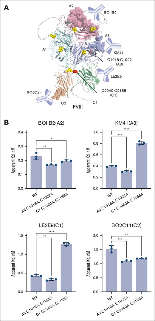 Ablation of FVIII C1 and A3 disulfide bonds changes affinity for patient anti-FVIII drug antibodies. (A) Ribbon representation of the AlphaFold structure of human VIII lacking the unstructured B domain. The domains to which a panel of 4 patient-derived anti-FVIII drug antibodies bind (BOIIB2, KM41, LE2E9, and BO2C11) are shown. The residues that encompass the epitopes for the antibodies are shown as dots (see Table 1 for residue numbers) and the disulfide bond cysteines as yellow spheres. The red spheres are the cysteines that have been replaced with alanine. (B) Apparent Kd for binding of 4 patient-derived antidrug antibodies (BOIIB2, KM41, LE2E9, and BO2C11) to WT, C1918A,C1922A, and C2040A,C2188A FVIII protein. The data are from 3 independent experiments and bars and errors are mean ± SD. An ordinary 1-way analysis of variance was used to compare groups (∗P < .05; ∗∗P < .01; ∗∗∗P < .001; ∗∗∗∗P < .0001). Kd, dissociation constant.