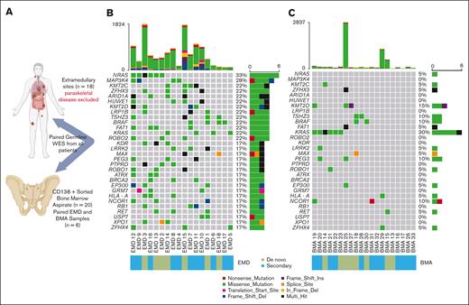 Study cohort and mutational landscape of extramedullary (EMD) and bone marrow aspirate (BMA) samples. (A) The study cohort included 18 extramedullary tumor samples and 20 CD138+-sorted BMA samples, with 6 paired EMD and BMA samples collected from the same time point from the same patient. (B) The top genes with mutations in EMD are displayed, highlighting the prevalence of MAPK pathway mutations and alterations in genes involved in the epigenetic regulation and SWI/SNF complex. (C) Mutation frequency of the top genes identified in EMD samples is depicted for the BMA samples. The proportion of mutations in de novo vs secondary samples is indicated at the bottom of panels B-C.