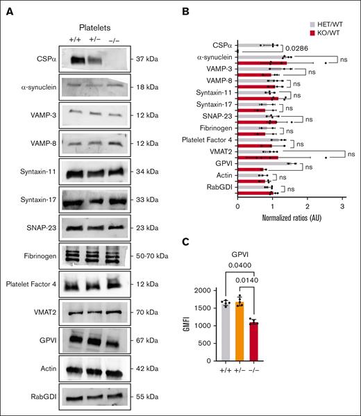 SNARE machinery proteins levels remain unchanged in CSPα−/− platelets. (A) Washed platelets (50 x 103/µL platelets per lane) were prepared from CSPα+/+, CSPα+/−, and CSPα−/− mice (n = 4), and the indicated proteins were probed by western blotting. Data are representative of 4 independent experiments. Because of molecular weight overlaps between probed proteins and loading controls, different controls were on different blots. Blots for CSPα, α-synuclein, and RabGDI were on the same membrane (RabGDI as control). VAMP-8, SNAP-23, and RabGDI were on the same membrane (RabGDI as control). Syntaxin-17 and RabGDI were on the same membrane (RabGDI as control). VAMP-3, VMAT2, and syntaxin-11 were on the same membrane (syntaxin-11 as control). Fibrinogen and syntaxin-11 were on the same membrane (syntaxin-11 as control). Platelet factor 4 and actin were on the same membrane (actin as control). GPVI and actin were on the same membrane (actin as control). (B) Quantification of protein levels was performed using ImageLab, and data were plotted as the ratio of CSPα+/− to CSPα+/+ (gray bars) and CSPα−/− to CSPα+/+ (red bars). Statistical analyses were done using individual values and performed using the unpaired nonparametric Mann-Whitney U test. (C) Washed platelets (50 x 103/µL) from CSPα+/+, CSPα+/−, and CSPα−/− were resting and incubated with fluorescein isothiocyanate–conjugated anti-GPVI antibodies for 20 minutes at 37°C. Fluorescent intensities were measured by flow cytometry. Shown are representative data and geometric mean fluorescent intensity (GMFI) (mean ± standard error) of 5 independent experiments. Statistical analyses were performed using the Kruskal-Wallis multiple comparison test and corrected using the Dunn multiple comparison test. Significance: ns = P > .05; ∗P ≤ .05; ∗∗P ≤ .01; ∗∗∗P ≤ .001; ∗∗∗∗P ≤ .0001. All error bars represent the standard error of the mean. AU, arbitrary units; HET, heterozygous; KO, knockout; ns, not significant; RabGDI, rab guanosine diphosphate dissociation inhibitor; VMAT2, vesicle monoamine transporter 2.