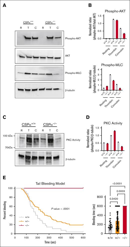 CSPα−/− platelets have defects in signaling pathways and defective hemostasis. (A) Washed platelets (200 x 103/µL) from CSPα+/+ and CSPα−/− mice were kept in a resting state (R) or stimulated with 0.1 U/mL thrombin (T) or 100 ng/mL convulxin (C) for 10 minutes and were probed by western blotting to look at phospho-Akt and phospho- myosin light chain (MLC) levels. (B) Quantification of protein levels was performed using ImageLab and data were plotted as either the ratio of phospho-Akt to Akt, or phospho-MLC to β-tubulin. (C) Washed platelets (200 x 103/µL) from CSPα+/+ and CSPα−/− mice were kept in a resting state (R) or stimulated with 0.1 U/mL thrombin (T) or 100 ng/mL convulxin (C) for 10 minutes and were probed by western blotting to determine phosphorylation of PKC substrates, which was interpreted as PKC activity. (D) Quantification of protein levels was performed using ImageLab and data were plotted as the ratio of PKC activity to β-tubulin. (E) Tail bleeding assay was performed to analyze thrombus formation in vivo. CSPα+/+ (n = 27; male = 16, and female = 11), CSPα+/− (n = 83; male = 40, and female = 43), and CSPα−/− (n = 9; male = 4, and female = 5) mice were used to perform the experiment. Statistical analyses were performed using the Kaplan-Meier method using the log-rank test. Akt, phosphatidylinositol 3-kinase (PI3K)/protein kinase B signaling pathway; phosphor, phosphorylated.