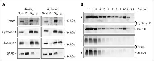 CSPα is membrane associated but not present in lipid rafts. (A) Lysates were prepared from washed human platelets subjected to 5 freeze-thaw cycles and centrifuged to separate membrane and cytosol (S1) fractions. The membrane fraction was treated with 1% Triton X-100 to generate Triton X-100–soluble (STX) and Triton X-100–insoluble (ITX) fractions, which were separated by ultracentrifugation. The fractions were analyzed by sodium dodecyl sulfate–polyacrylamide gel electrophoresis (SDS-PAGE) and probed by western blotting with the indicated antibodies. Data are representative of 2 independent experiments and quantification is based on the mean of the representative experiment. (B) Resting or 0.1 U/mL thrombin–stimulated human platelets were lysed with 2× lysis buffer and layered under a sucrose gradient. The samples were centrifuged and collected in 1-mL fractions. The fractions were analyzed by SDS-PAGE and probed by western blotting for the indicated antibodies syntaxin-11 and CSPα. Data are representative of 2 independent experiments. GAPDH, glyceraldehyde-3-phosphate dehydrogenase; R, resting; S, stimulated.