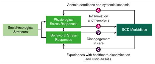 A theoretical biopsychosocial framework for SCD that illustrates the cyclical physiological and behavioral pathways through which psychosocial stressors influence SCD morbidities. This framework is intended to guide research on the bidirectional mechanisms linking stressors, stress responses, and health outcomes. Physiological pathways: when the brain perceives a stressor, physiological stress-related biomarkers (glucocorticoids, catecholamines, and cytokines) are released to repond to the stressor and gain allostasis. Experiences with chronic and recurrent acute psychosocial stressors can result in dysregulated diurnal stress response patterns and elevated systemic inflammation. Inflammatory outcomes can then lead to increased hemolysis and SCD morbidities. Conversely, anemic conditions and systemic ischemia associated with SCD morbidities could theoretically result in further dysregulation of the stress response system via pathophysiological mechanisms. Behavioral pathways: experiences with chronic and recurrent acute psychosocial stressors and dysregulated stress response biomarkers can also result in depressed mood and withdrawn behaviors, resulting in disengagement in care and increased SCD morbidities. Conversely, elevated SCD morbidities are associated with increased disease-related stressors such as school or work absences, peer or family conflict, and health care bias, which can further result in dysregulated stress responses.