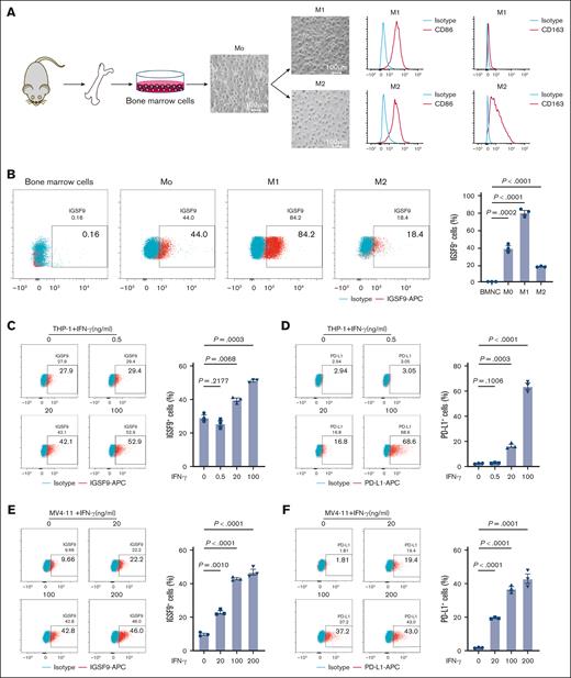 IGSF9 is induced by IFNγ. (A) Mouse bone marrow cells are differentiated into macrophages. (B) Mouse IGSF9 expression is assessed in bone marrow cells, M0, M1, and M2 macrophages. (C-F) IFN-γ induces the expression of IGSF9 and PD-L1 in THP-1 and MV4-11 cells. APC, allophycocyanin; BMNC, bone marrow mononuclear cells.
