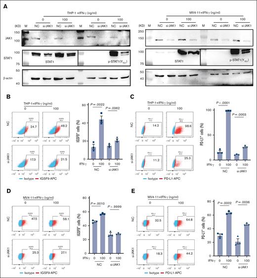 Silencing JAK1 inhibits the expressions of IGSF9 and PD-L1. (A) The siRNA targeting JAK1 blocks the IFN-γ signal pathway, (B-E) leading to reduced levels of IGSF9 and PD-L1 when JAK1 is silenced by siRNA. si, small interfering.